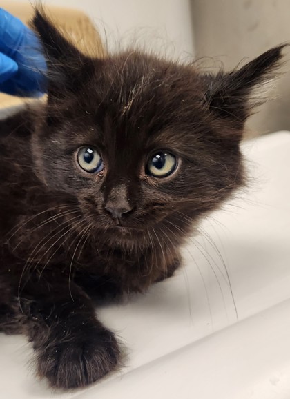 Shelter Stray Male Cat last seen Roseville, CA 95678, Roseville, CA 95678