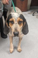 Shelter Stray Male Dog last seen Belen, NM 87002, Los Lunas, NM 87031