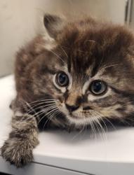 Shelter Stray Male Cat last seen Roseville, CA 95678, Roseville, CA 95678