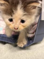 Shelter Stray Female Cat last seen Memphis, TN , Bartlett, TN 38134