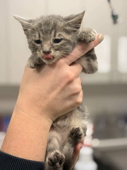 Shelter Stray Female Cat last seen Memphis, TN 38134, Bartlett, TN 38134
