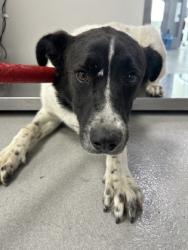 Shelter Stray Male Dog last seen ,  , Fort Worth, TX 76119