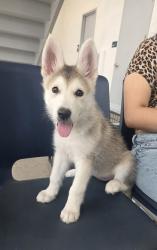 Shelter Stray Female Dog last seen , TX , Fort Worth, TX 76119