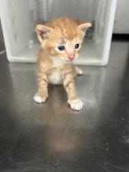 Shelter Stray Male Cat last seen Crowley, TX 76036, Fort Worth, TX 76119