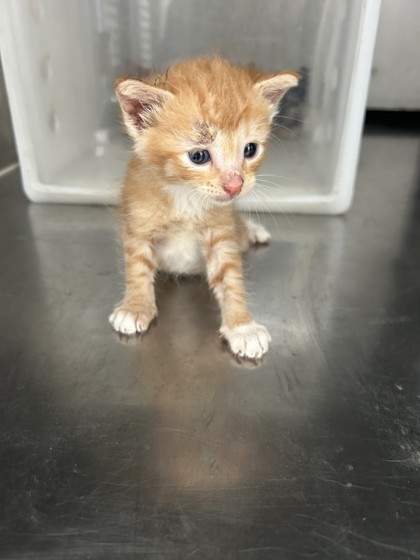 Shelter Stray Male Cat last seen Crowley, TX 76036, Fort Worth, TX 76119