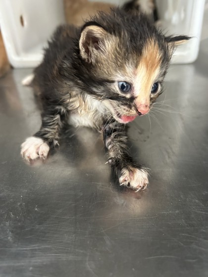 Shelter Stray Female Cat last seen Crowley, TX 76036, Fort Worth, TX 76119