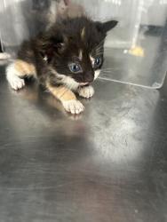 Shelter Stray Female Cat last seen Crowley, TX 76036, Fort Worth, TX 76119