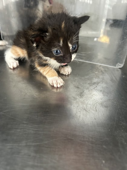 Shelter Stray Female Cat last seen Crowley, TX 76036, Fort Worth, TX 76119
