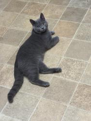 Lost Male Cat last seen Stackfield Harlow , Essex, England CM20