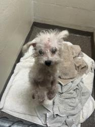 Shelter Stray Male Dog last seen North Charleston, SC 29418, North Charleston, SC 29406