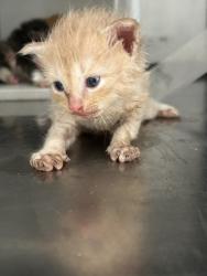 Shelter Stray Male Cat last seen Crowley, TX 76036, Fort Worth, TX 76119