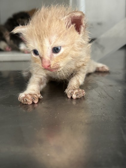 Shelter Stray Male Cat last seen Crowley, TX 76036, Fort Worth, TX 76119