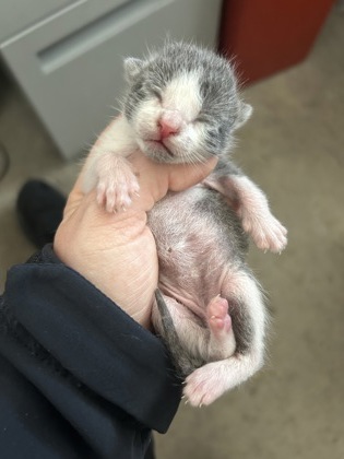 Shelter Stray Male Cat last seen Fort Worth, TX 76119, Fort Worth, TX 76119