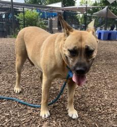 Shelter Stray Female Dog last seen Near Ember Drive, 30034, GA, Atlanta, GA 30341