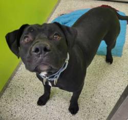 Shelter Stray Male Dog last seen Near E 49th Street, 64129, MO, Kansas City, MO 64132