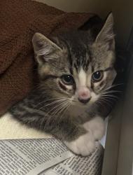 Shelter Stray Male Cat last seen Near Sundown Way Stone Mountain, 30087, 30087, GA, Atlanta, GA 30341