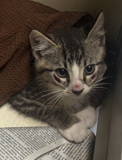 Shelter Stray Male Cat last seen Near Sundown Way Stone Mountain, 30087, 30087, GA, Atlanta, GA 30341