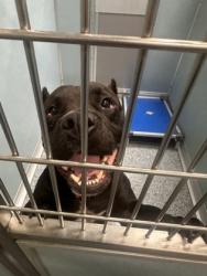Shelter Stray Male Dog last seen Near TUCKER RD, 70791, LA, Baton Rouge, LA 70820