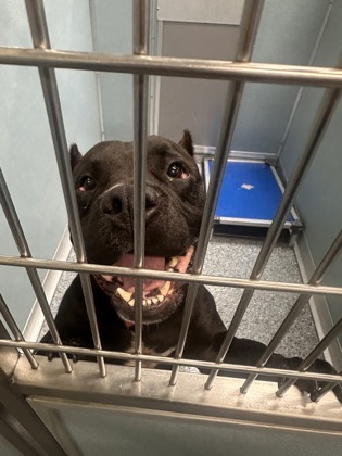 Shelter Stray Male Dog last seen Near TUCKER RD, 70791, LA, Baton Rouge, LA 70820