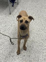 Shelter Stray Female Dog last seen Atlanta, GA 30331, Atlanta, GA 30336