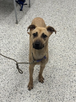 Shelter Stray Female Dog last seen Atlanta, GA 30331, Atlanta, GA 30336
