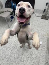 Shelter Stray Male Dog last seen Fairburn, GA 30213, Atlanta, GA 30336
