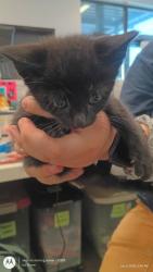 Shelter Stray Female Cat last seen Fairburn, GA 30213, Atlanta, GA 30336