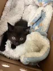Shelter Stray Male Cat last seen Atlanta, GA 30312, Atlanta, GA 30336