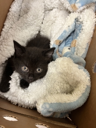 Shelter Stray Male Cat last seen Atlanta, GA 30312, Atlanta, GA 30336