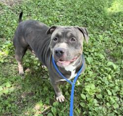 Shelter Stray Female Dog last seen Knoxville, TN 37912, Knoxville, TN 37919