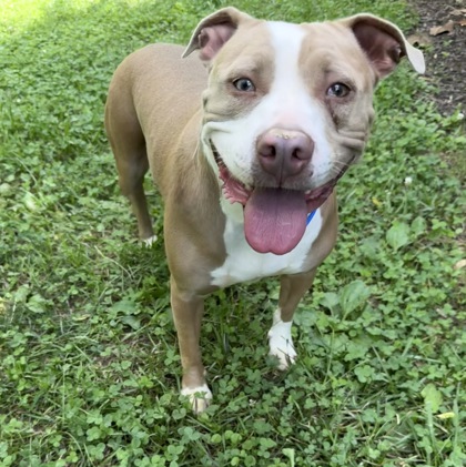 Shelter Stray Female Dog last seen Knoxville, TN 37914, Knoxville, TN 37919