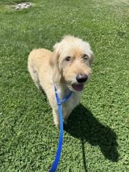 Shelter Stray Female Dog last seen Knoxville, TN , Knoxville, TN 37919