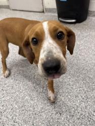 Shelter Stray Female Dog last seen Knoxville, TN , Knoxville, TN 37919