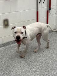 Shelter Stray Male Dog last seen Knoxville, TN 37917, Knoxville, TN 37919