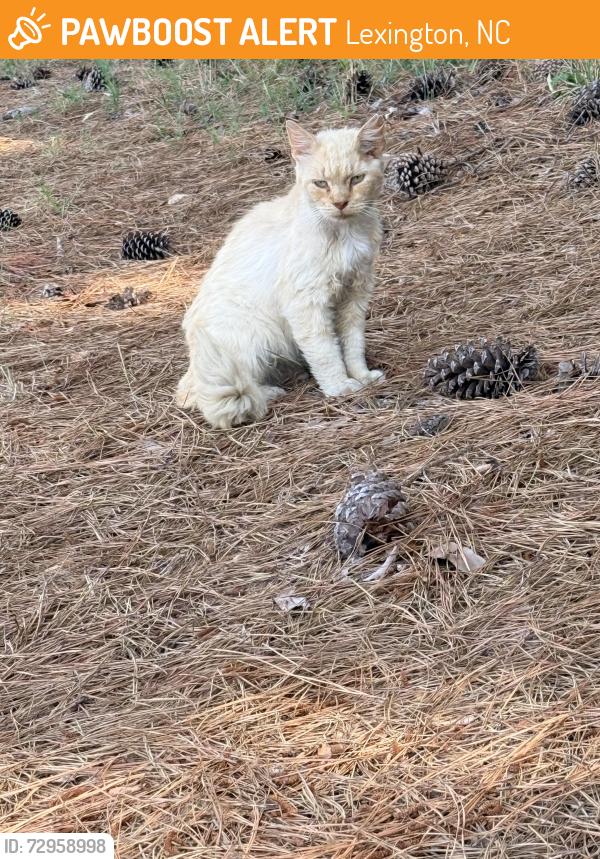 Found/Stray Unknown Cat last seen Allred rd, Lexington, NC 27292