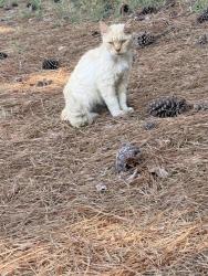 Found/Stray Unknown Cat last seen Allred rd, Lexington, NC 27292