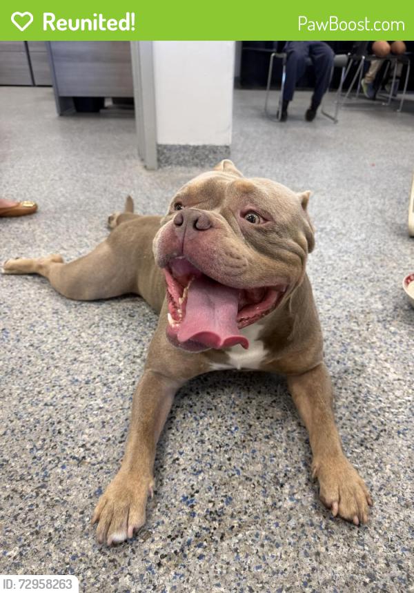 Reunited Male Dog last seen Some guy brought him to us!!, Miami, FL 33145