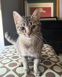 Found/Stray Female Cat last seen Rougemont NC, Rougemont, NC 27572