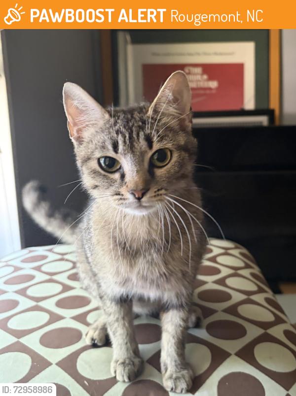 Found/Stray Female Cat last seen Rougemont NC, Rougemont, NC 27572