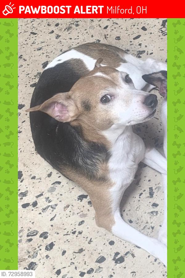Lost Male Dog last seen Garrett Dr. ord,  Ohio 45150, Milford, OH 45150