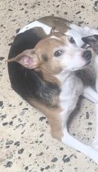 Lost Male Dog last seen Garrett Dr. ord,  Ohio 45150, Milford, OH 45150