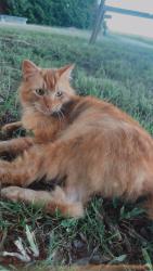 Reunited Male Cat last seen Hawkins drive king NC , King, NC 27021