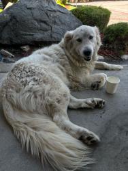 Found/Stray Unknown Dog last seen Magnolia Ave, Riverside, CA 92503