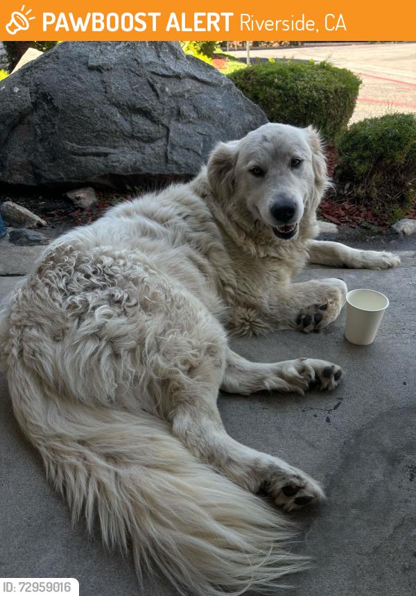 Found/Stray Unknown Dog last seen Magnolia Ave, Riverside, CA 92503