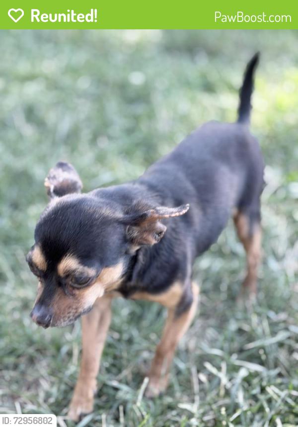Reunited Male Dog last seen Ohio and Parks Ave Joliet, IL 60432, Joliet, IL 60432