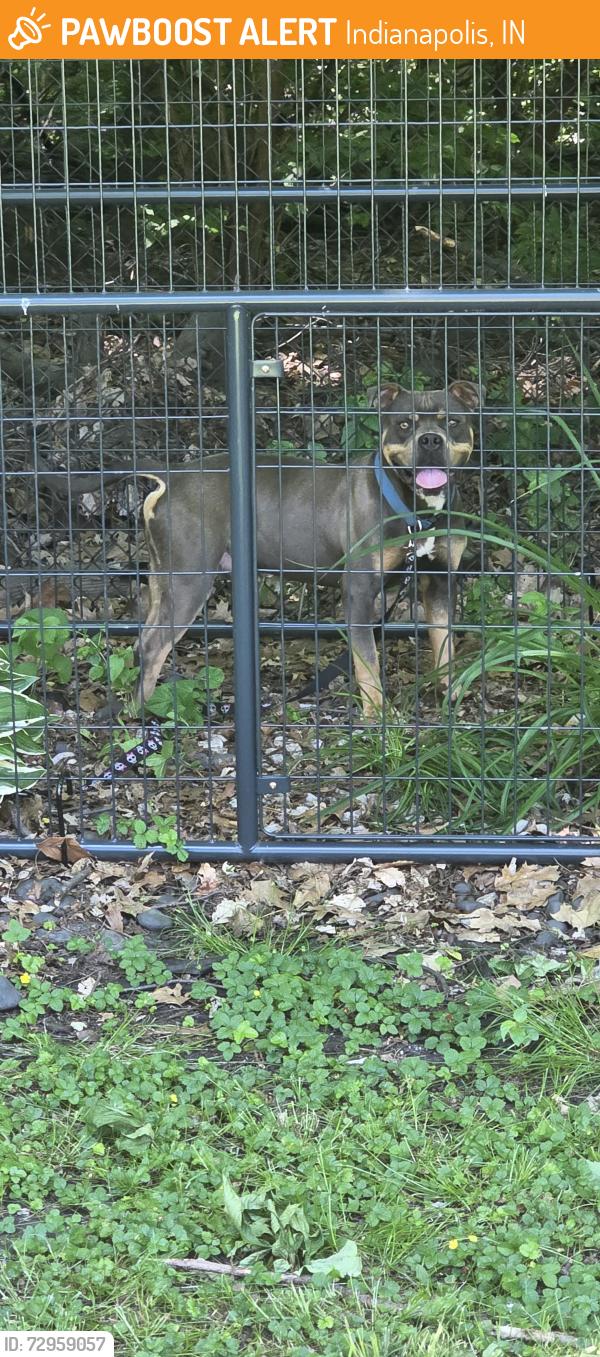 Found/Stray Male Dog last seen 45th and Guion Rd, Indianapolis, IN 46254
