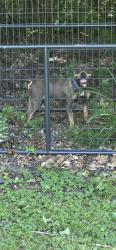 Found/Stray Male Dog last seen 45th and Guion Rd, Indianapolis, IN 46254
