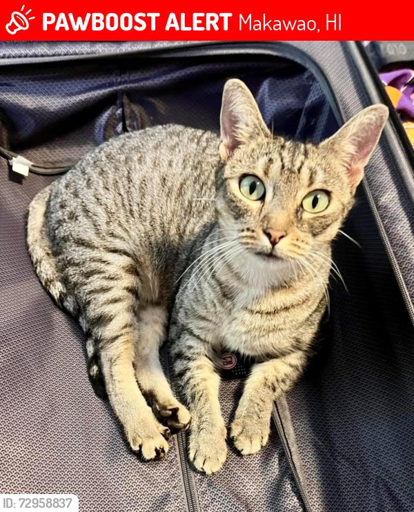 Lost Female Cat last seen Kawili Way, Makawao, Makawao, HI 96768