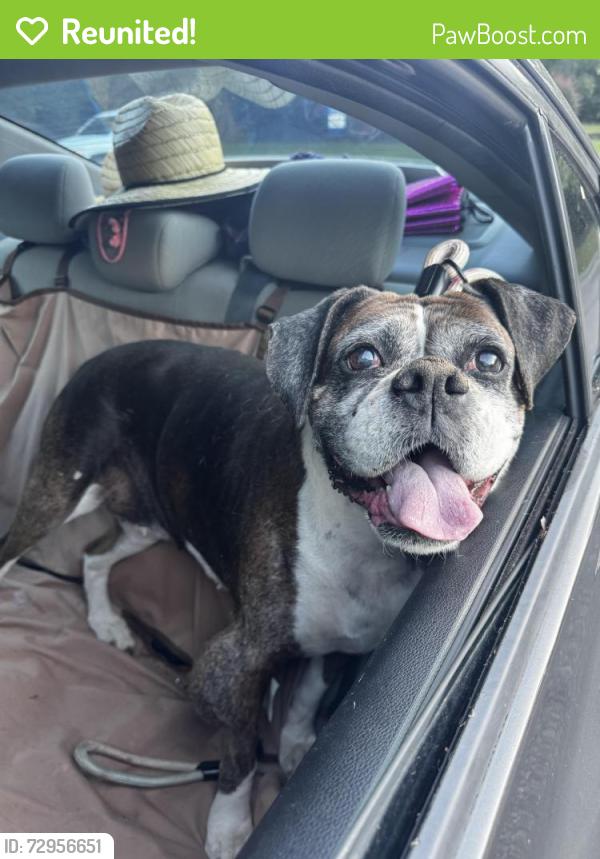 Reunited Female Dog last seen By the new park on Matthews , Johnston County, NC 27520