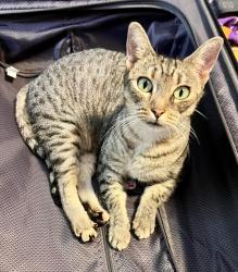 Lost Female Cat last seen Kawili Way, Makawao, Makawao, HI 96768